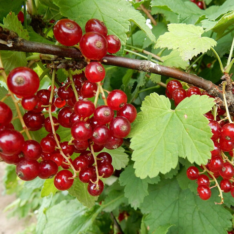 Porzeczka czerwona Rovada w doniczce