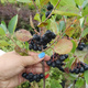 Aronia czarnoowocowa Hugin(C2)