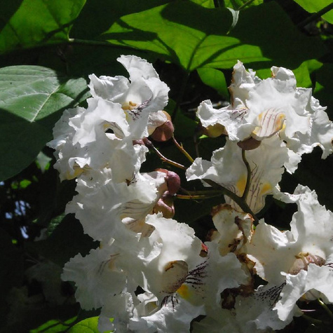 Katalpa Surmia wielokwiatowa Storczykowiec Plant Pack