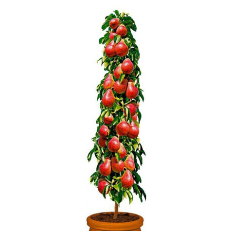 Grusza kolumnowa Decora START PACK