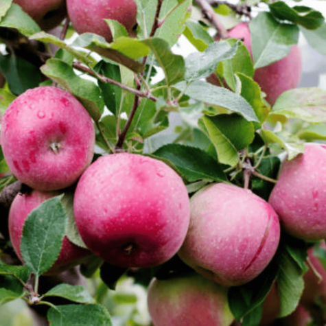 Jabłoń Typu Pirross w doniczce (C2)