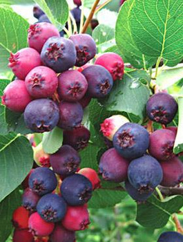 Świdośliwa olcholistna Martin doniczka C2