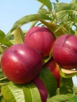 Nektaryna typu Harblaze START PACK