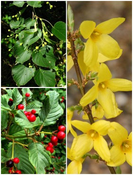 Zestaw Wiosenny Ogród Pszczelarski Plant Pack