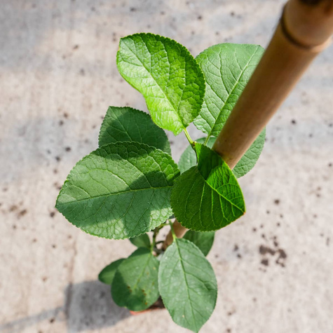 Śliwa Oneida w doniczce (C2)