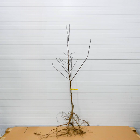 Morela Early Orange START PACK