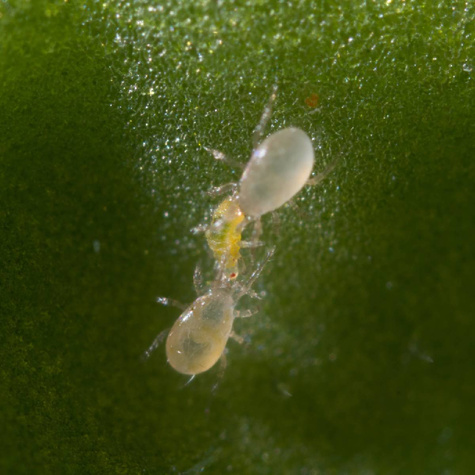 Dobroczynek kalifornijski Spical Ulti-Mite 100sasz.