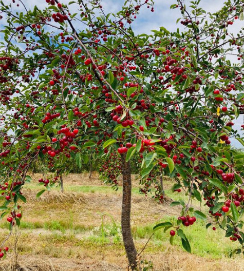 Czereśnia półkarłowa Jacinta chrupkie owoce START PACK