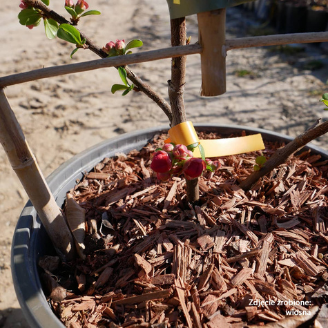 Pigwowiec okazały Orange Storm Pa 60