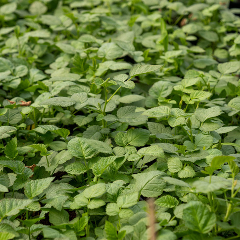 Malinojeżyna sadzonki w doniczce