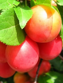 Śliwowiśnia START PACK