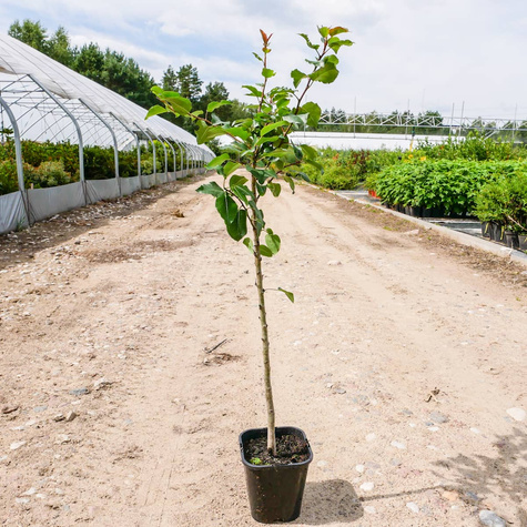 Grusza kaukaska Pyrus caucasica podkładka