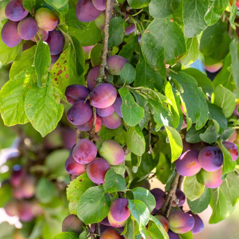 Śliwa typu Kalipso START PACK