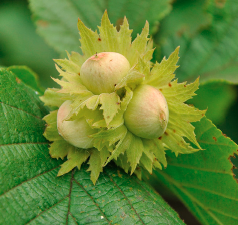 Orzech laskowy Bergera START PACK