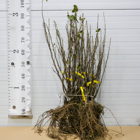 Porzeczka biała z Joteborg w balocie