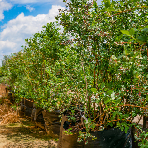 Borówka amerykańska sadzonki XXXL 100-150cm