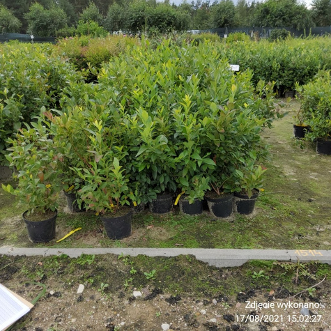 RECORD borówka średnio-późna