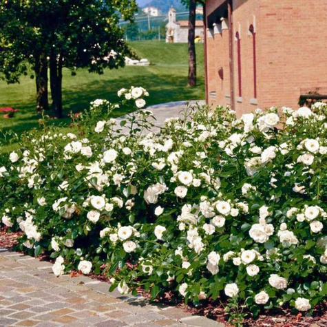 Róża okrywowa Aspirin Rose biała balot