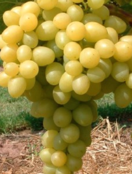 Winorośl winogrona Junior