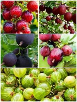 Zestaw Agrestowa Fiesta Plant Pack