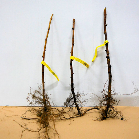 Malina powtarzająca owocowanie START PACK