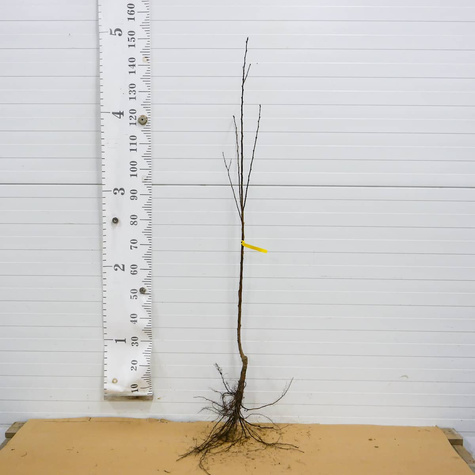 Mini Morela karłowa Aprigold START PACK