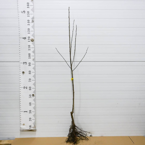 Śliwa Cacańska Rana