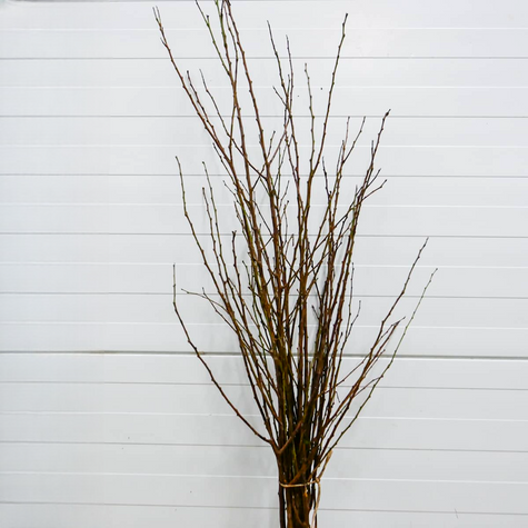 Morela kolumnowa Compacta START PACK