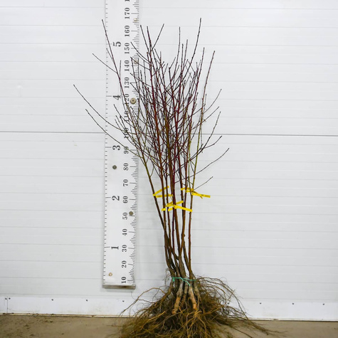 Brzoskwinia Harco START PACK