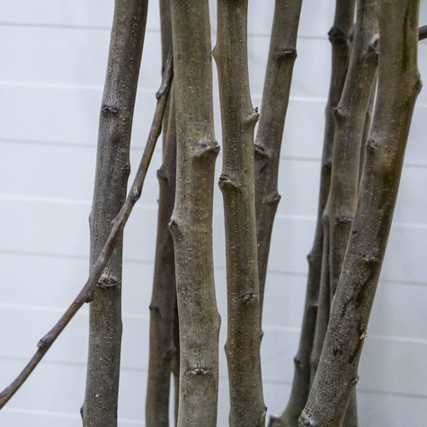 Śliwa Cacańska Rana