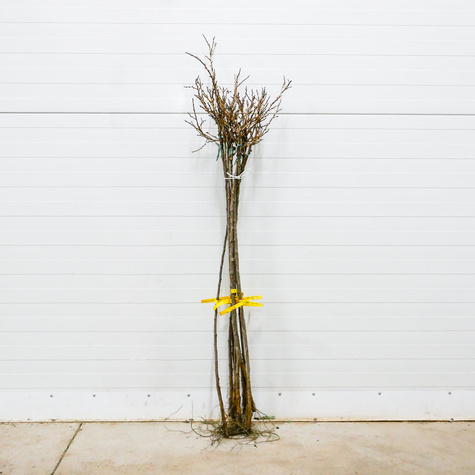 Agrest biały na pniu w balocie START PACK