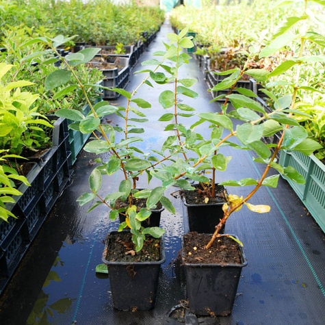 Jagoda kamczacka Blue Banana w doniczce