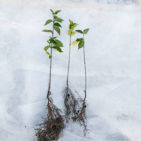 Dereń jadalny Plant Pack