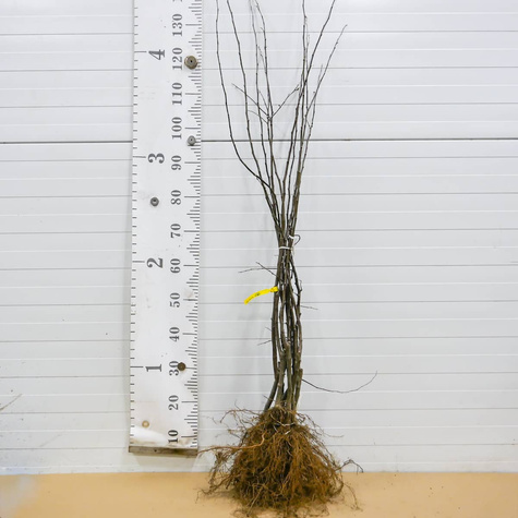 Pigwa jabłkowa Uśpiech START PACK ®