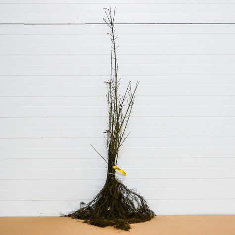 Śliwa Tarnina Na Żywopłot PREMIUM SADZONKI Plant Pack