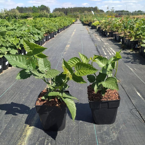 Jeżyna wielkoowocowa Glorniwa w doniczce