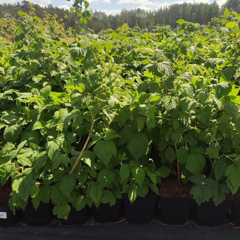 Malina Benefis w doniczce