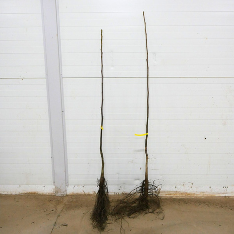 Orzech Włoski Fernette Szczepiony Plant Pack