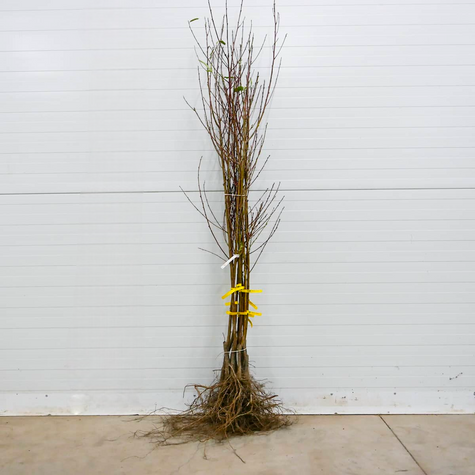 Nektaryna Fantasia START PACK