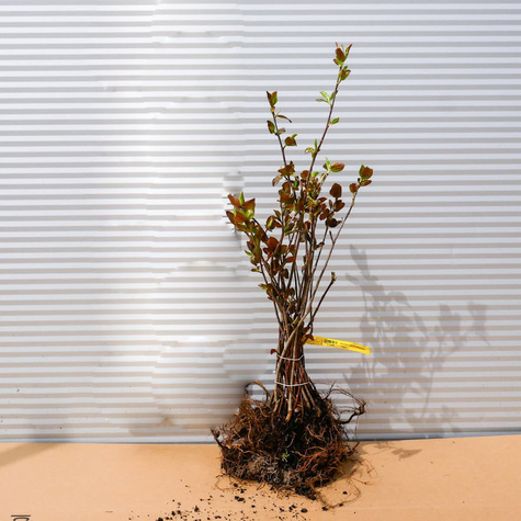 Aronia Czarnoowocowa Owoc Długowieczności i Antyoksydant Plant Pack