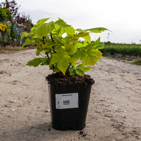 Malina Groovy żółte liście w doniczce