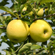 Duo Jabłoń Golden Delicious+Szara Reneta Plant Pack 