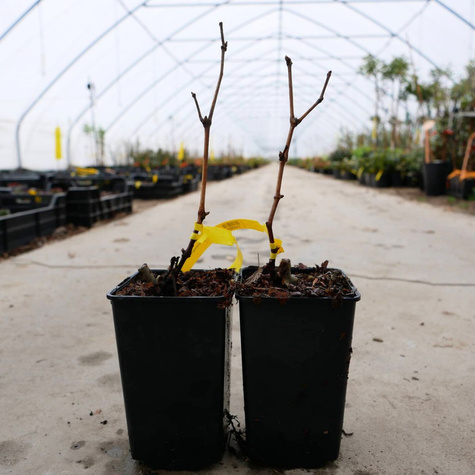 Winorośl winogrona Solaris