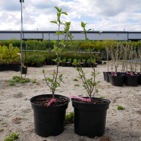 Dereń jadalny Cornus mas w doniczce