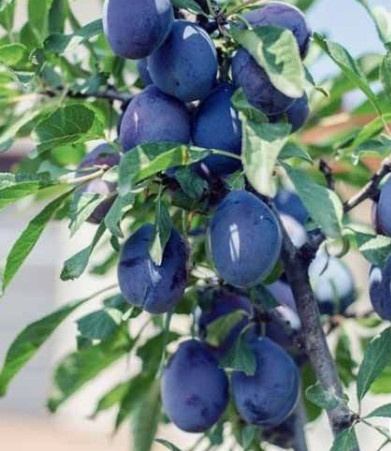 Śliwa typu Toped Plus wczesna duża START PACK