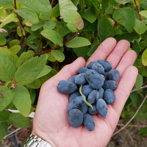 Jagoda kamczacka Atut