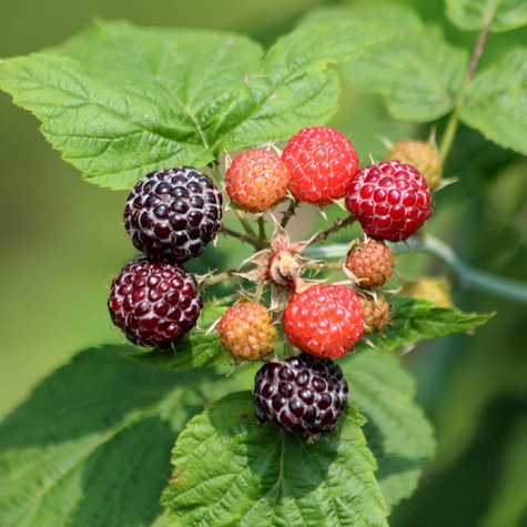 Malina czarna START PACK