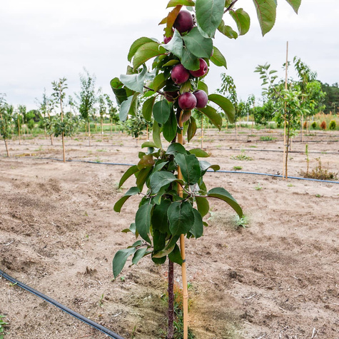 Jabłoń kolumnowa Galina MINI START PACK