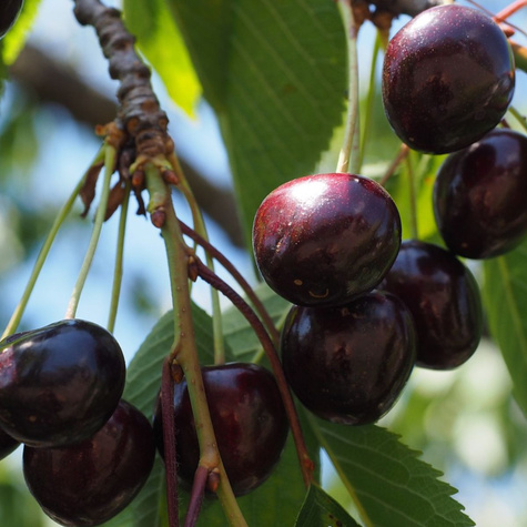 Czereśnia półkarłowa Fabiola