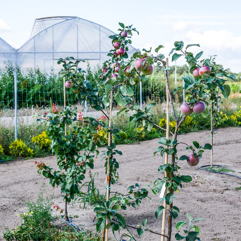 Jabłoń Liberty Parchoodporna